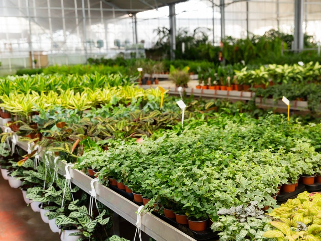 Rows of Pots with Sprouts