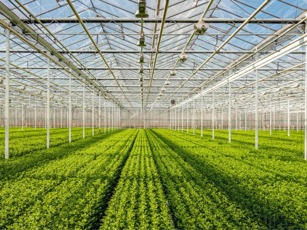 Symmetrical Overview of Plants