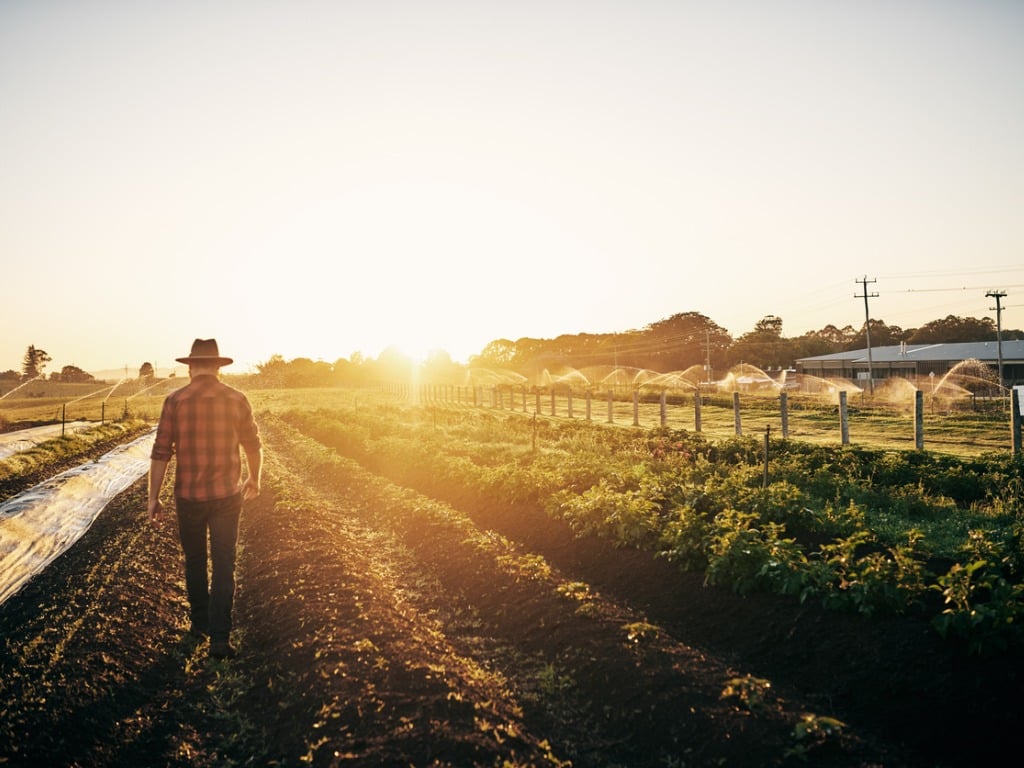 Man Walking Through his Crops