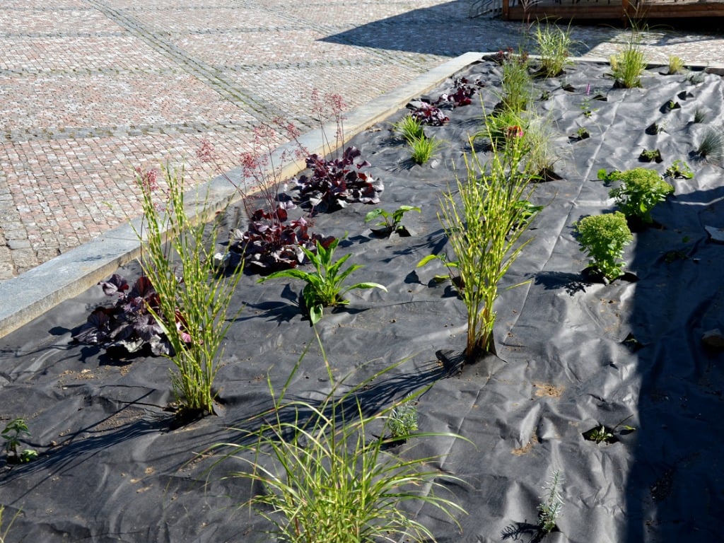 Raised Flower Bed with Perennials ready for Mulch