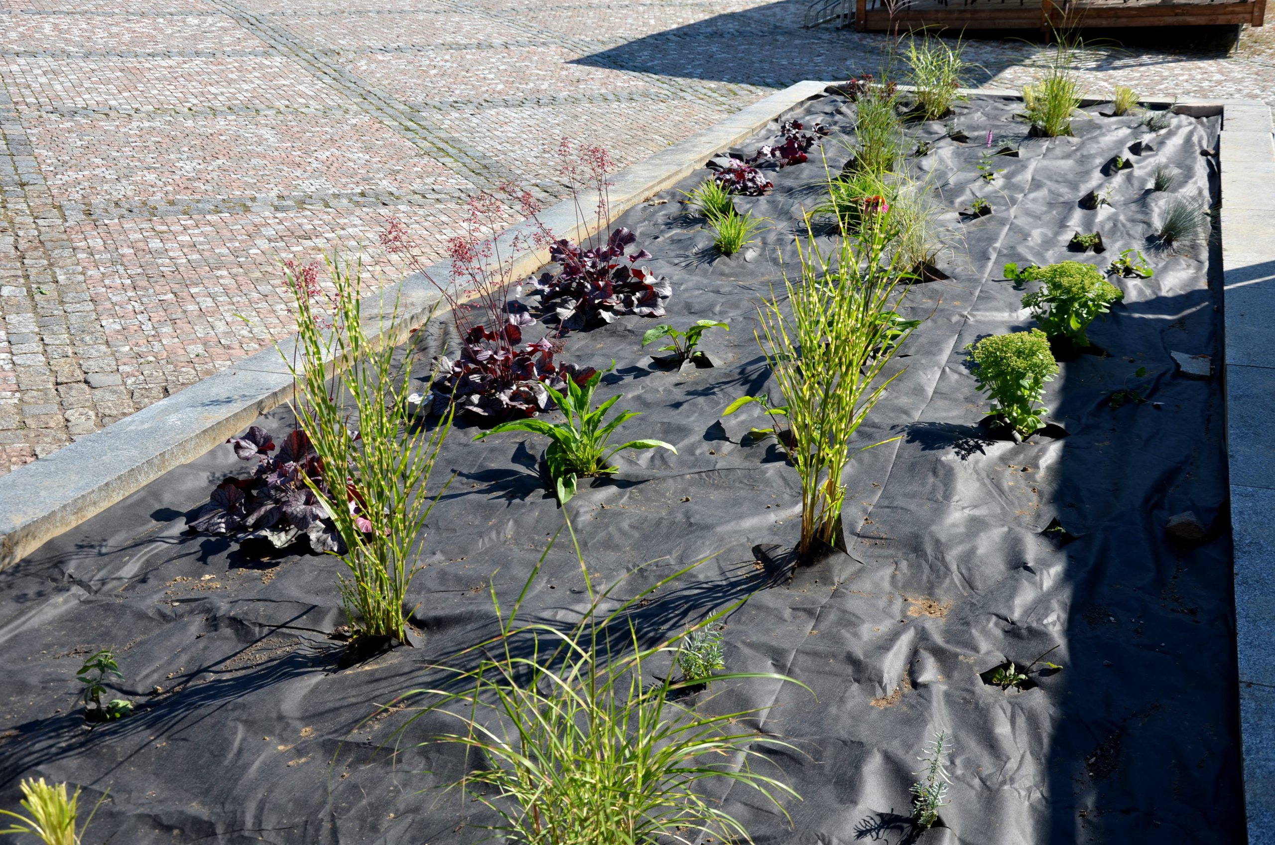 5 Expert Tips for Successful Installation and Maintenance of Landscape Fabric