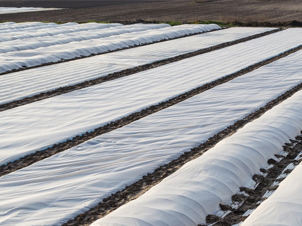 A farm field covered with a white spunbond membrane to protect young potato bushes from low temperatures and unstable weather. 