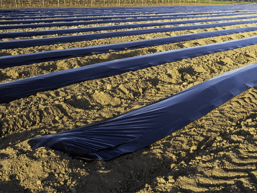 Asparagus cultivation field, industry and agriculture, vegetable
