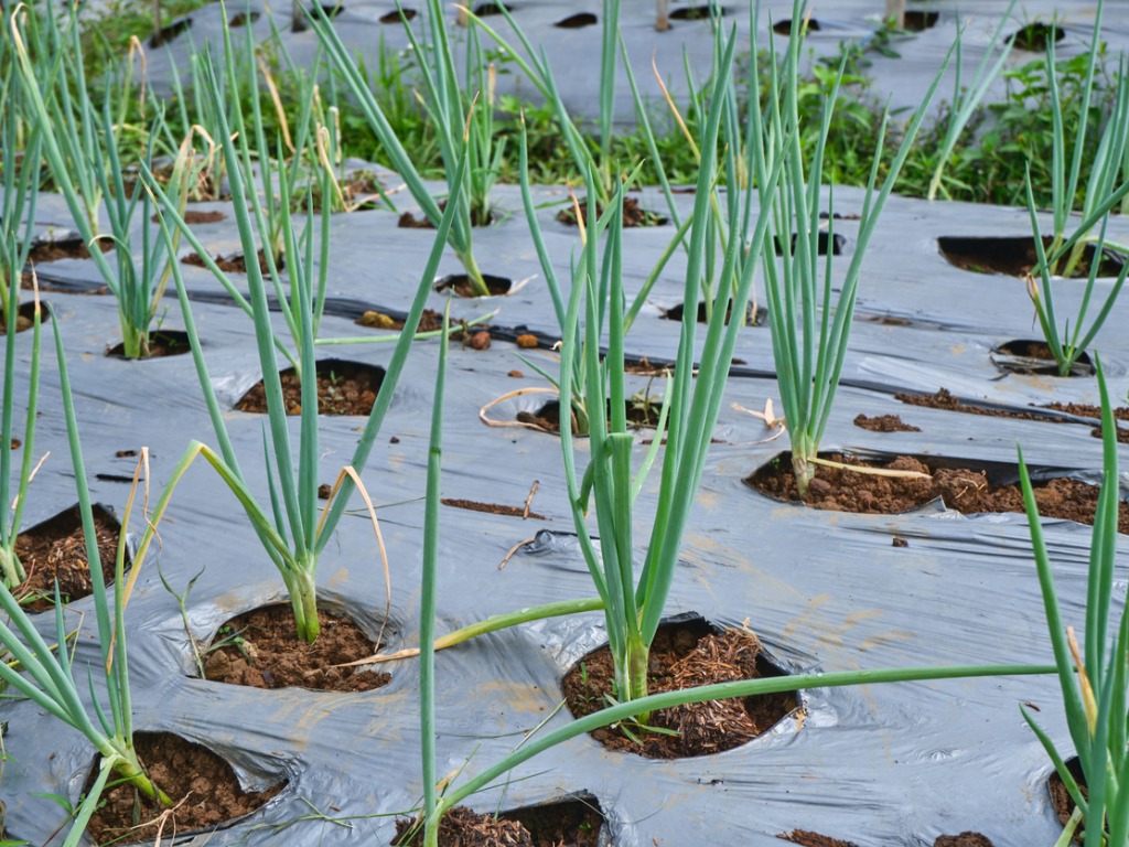 Rows of fresh red onions stand tall, their vibrant green stalks swaying gently in the breeze