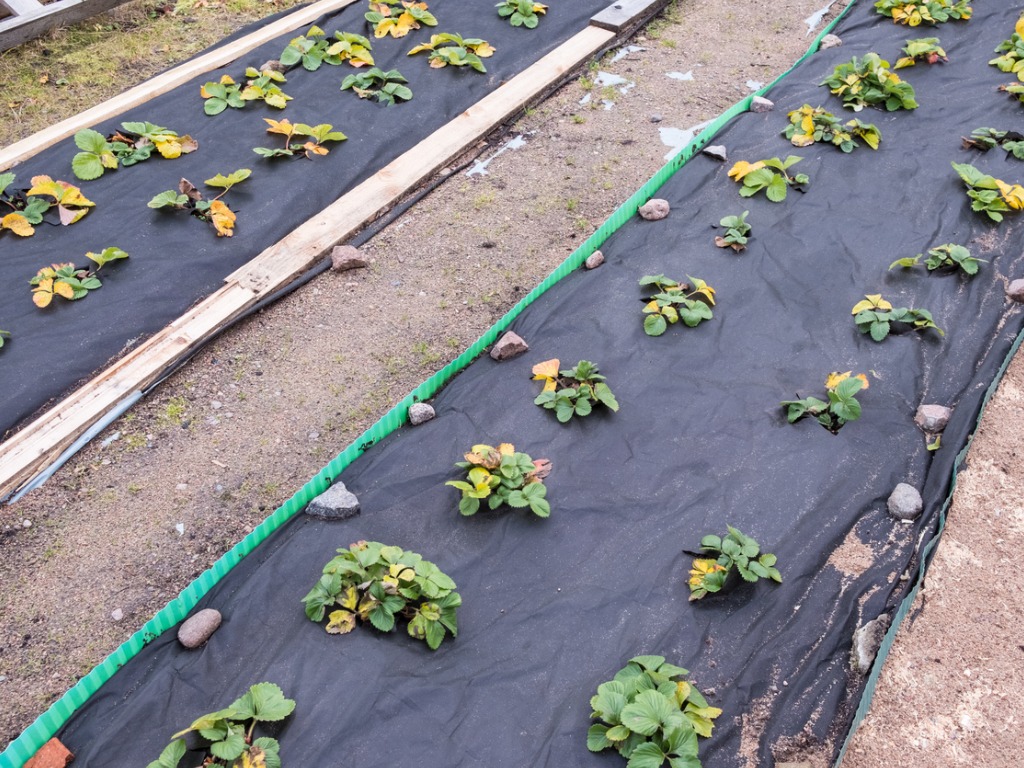 Garden beds with strawberry bushes prepared for winter in the garden. Plants covering spanball. The method of insulation before hibernation.