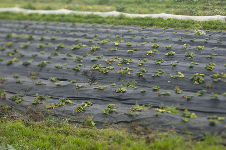 Woven vs Non-Woven Geotextile for Nurseries