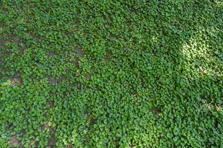 Commercial Grade Ground Cover