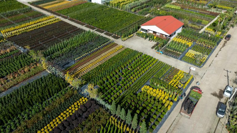 Nursery Ground Cover Wholesale